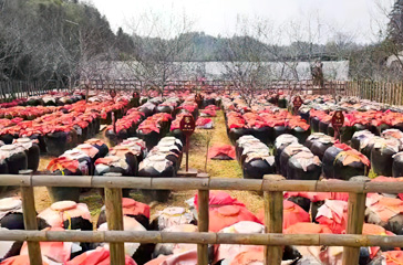 釀造基地